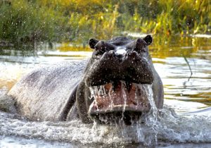 Botswana and Zimbabwe Safari