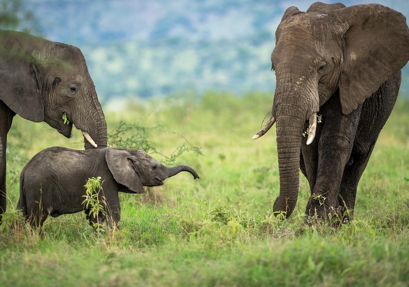 Classic East African Safari