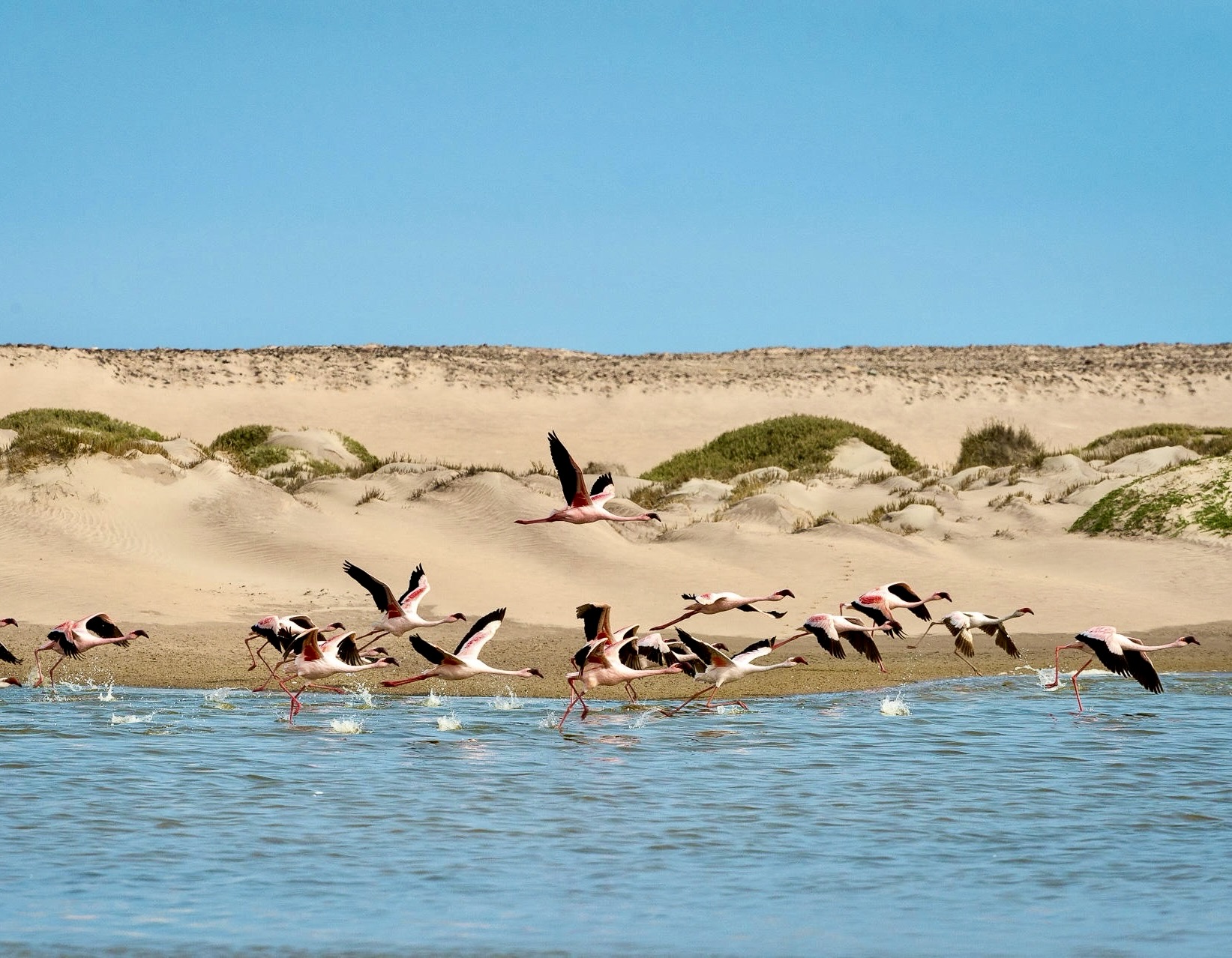 Waves and Wildlife Safari