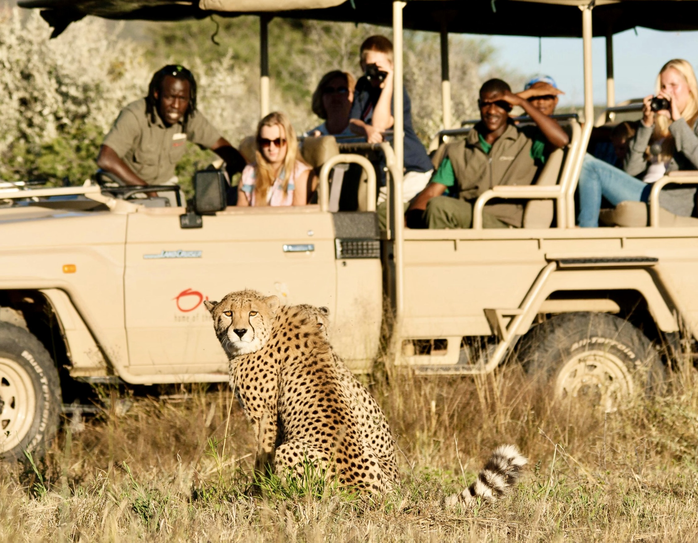 Waves and Wildlife Safari