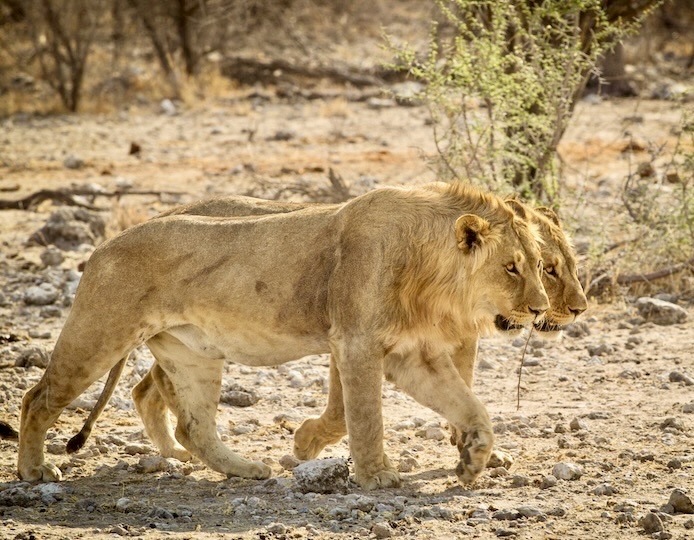 Victoria Falls, Botswana, and Namibia Luxury Safari