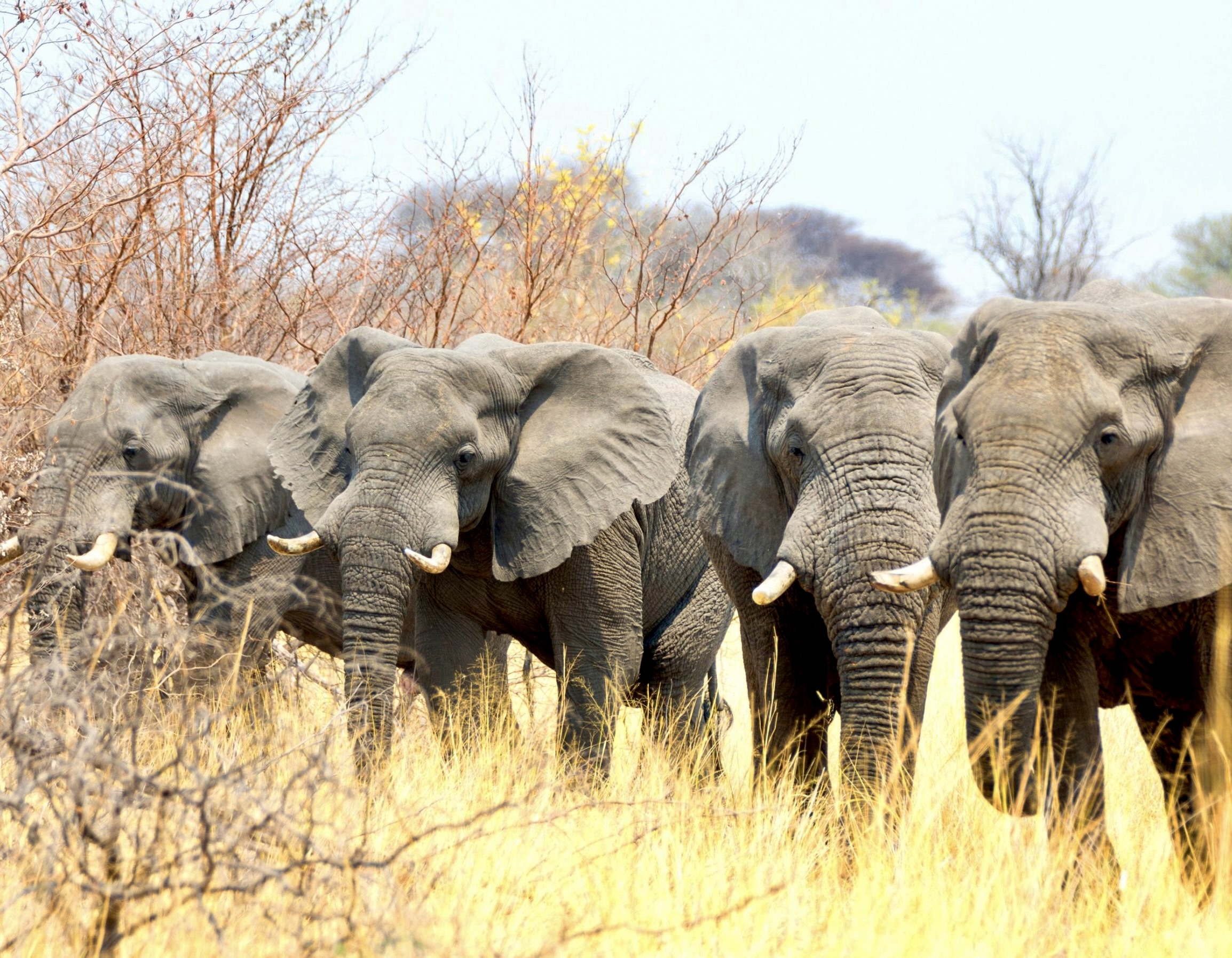 Victoria Falls, Botswana, and Namibia Safari