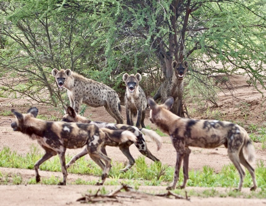 Victoria Falls, Botswana, and Namibia Safari