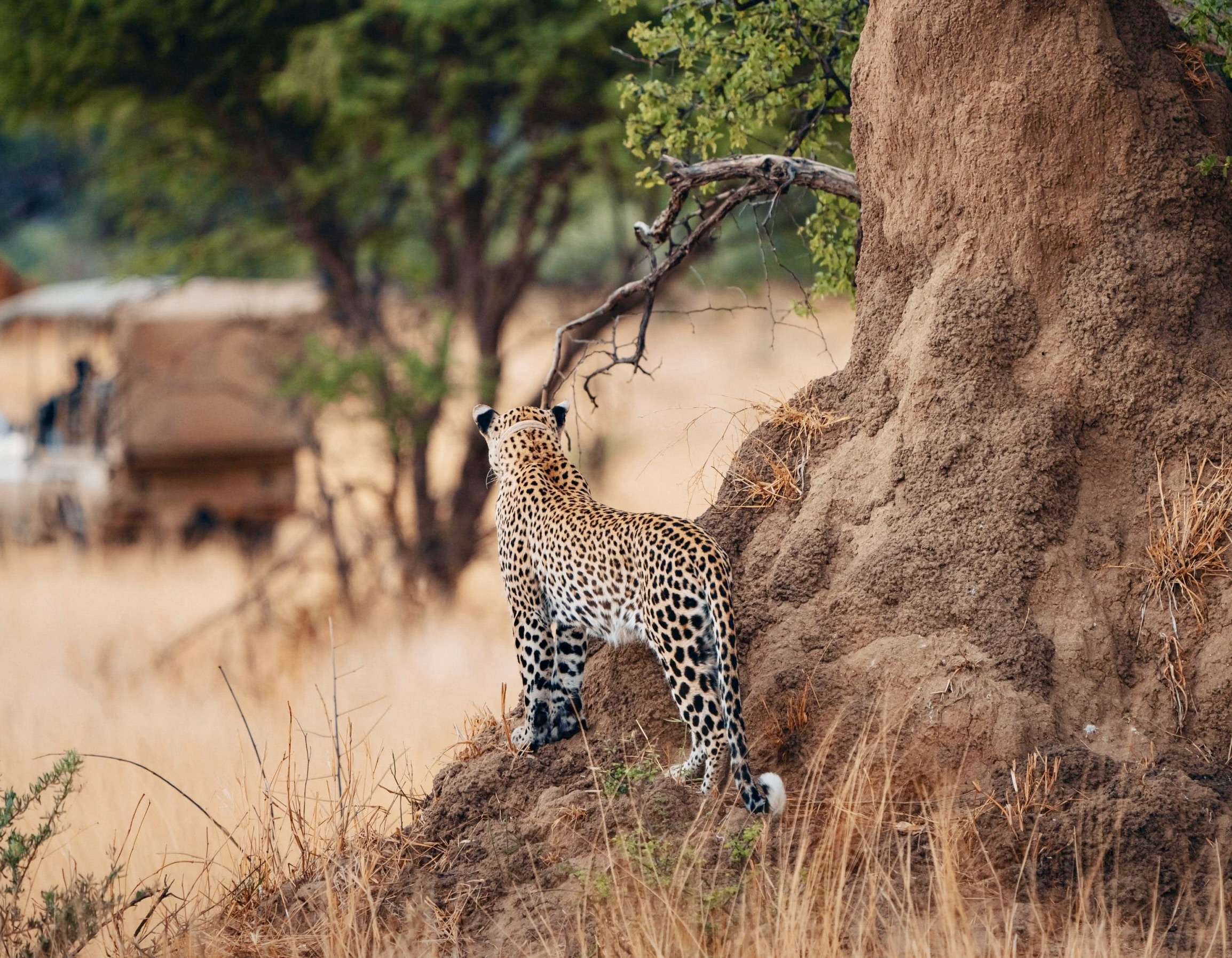 Victoria Falls and Beyond Safari