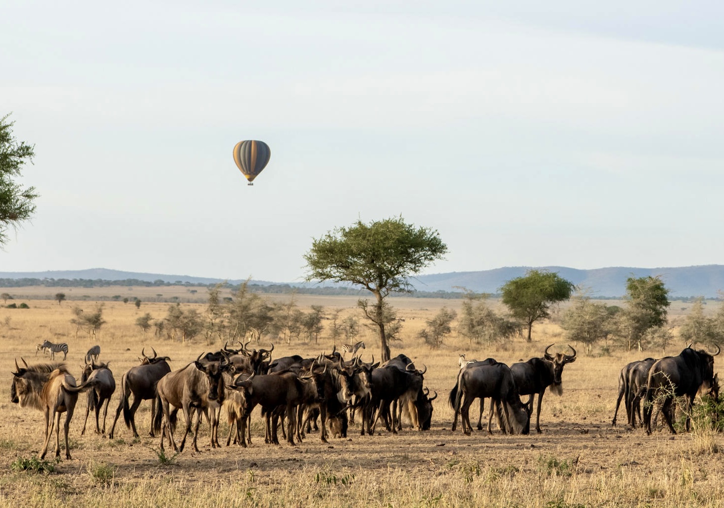 The Great East African Safari