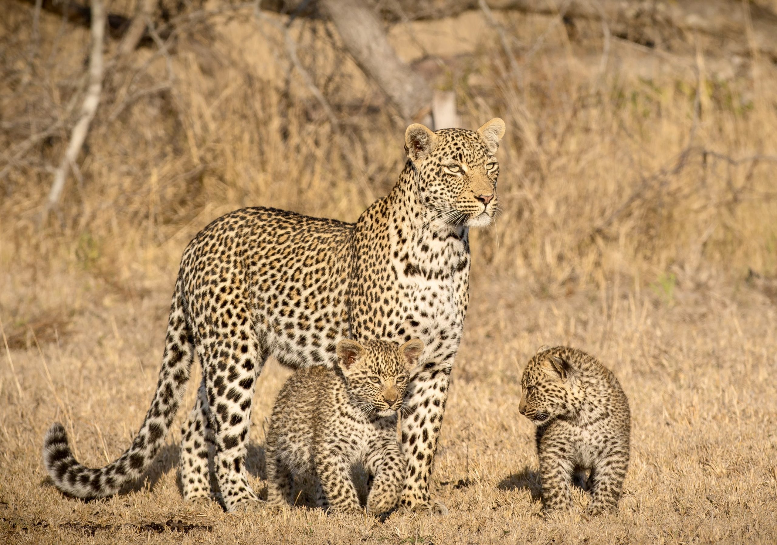 South Africa, Zimbabwe, and Botswana Safari