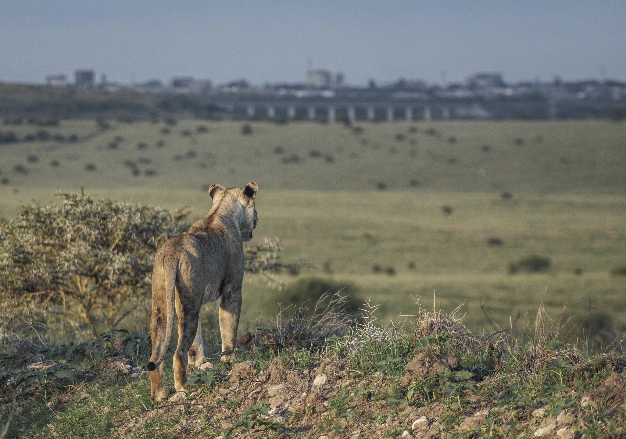 Classic East African Safari