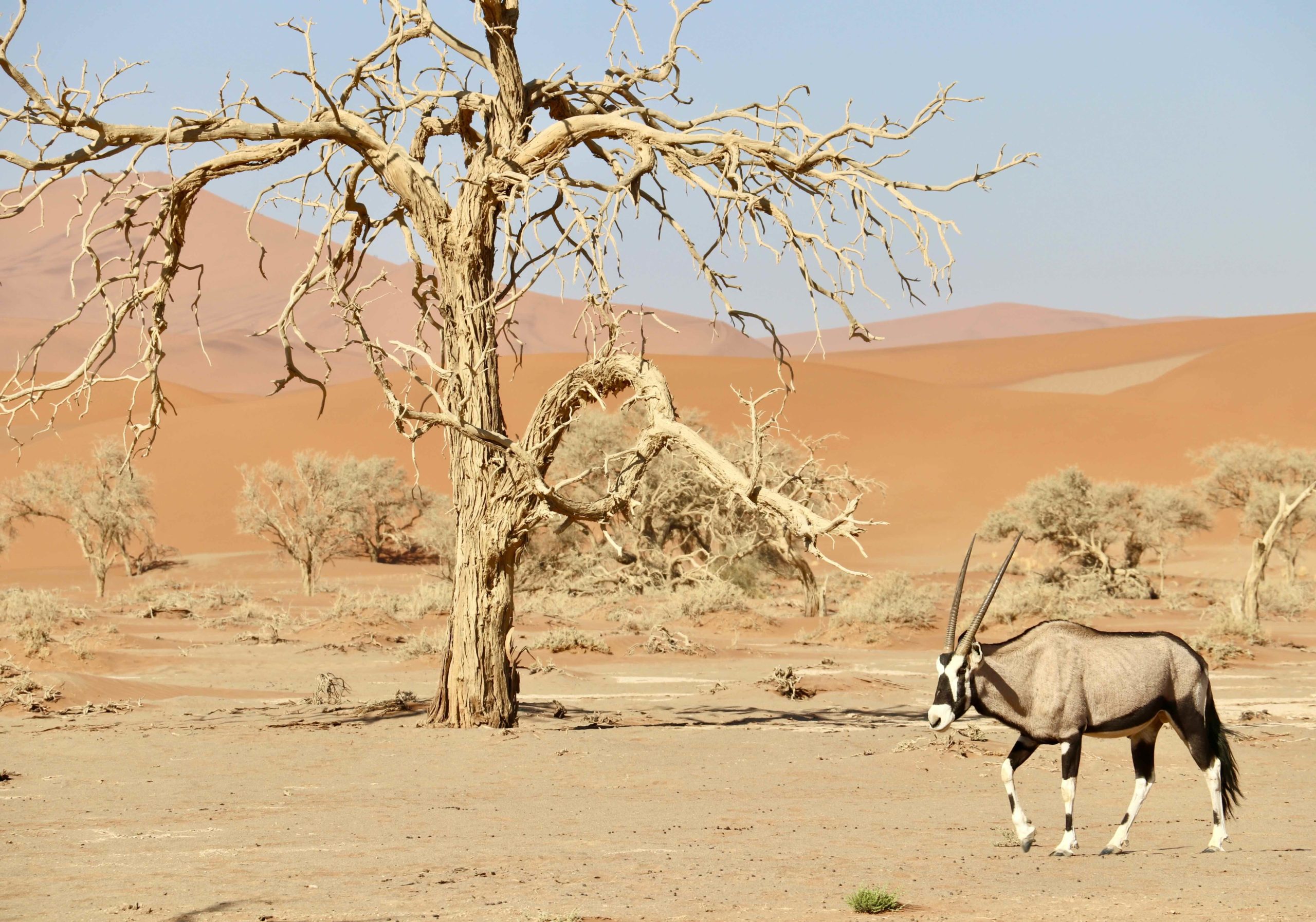 Central Namibia Adventure Safari