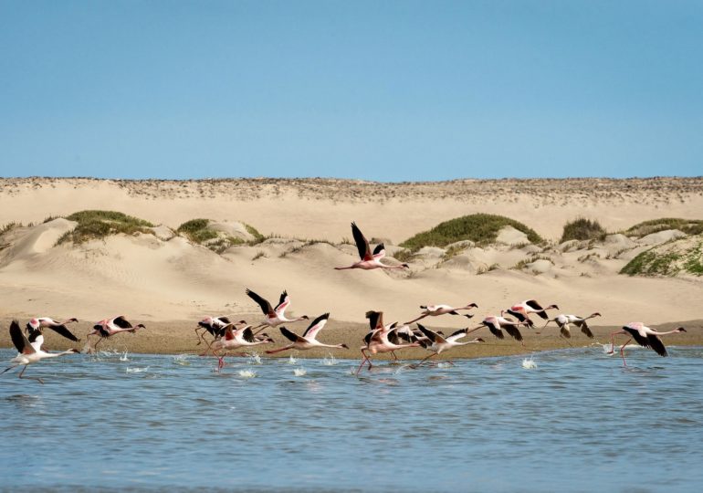 Highlights of Namibia Safari