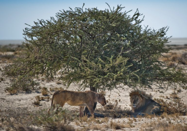 Highlights of Namibia Safari