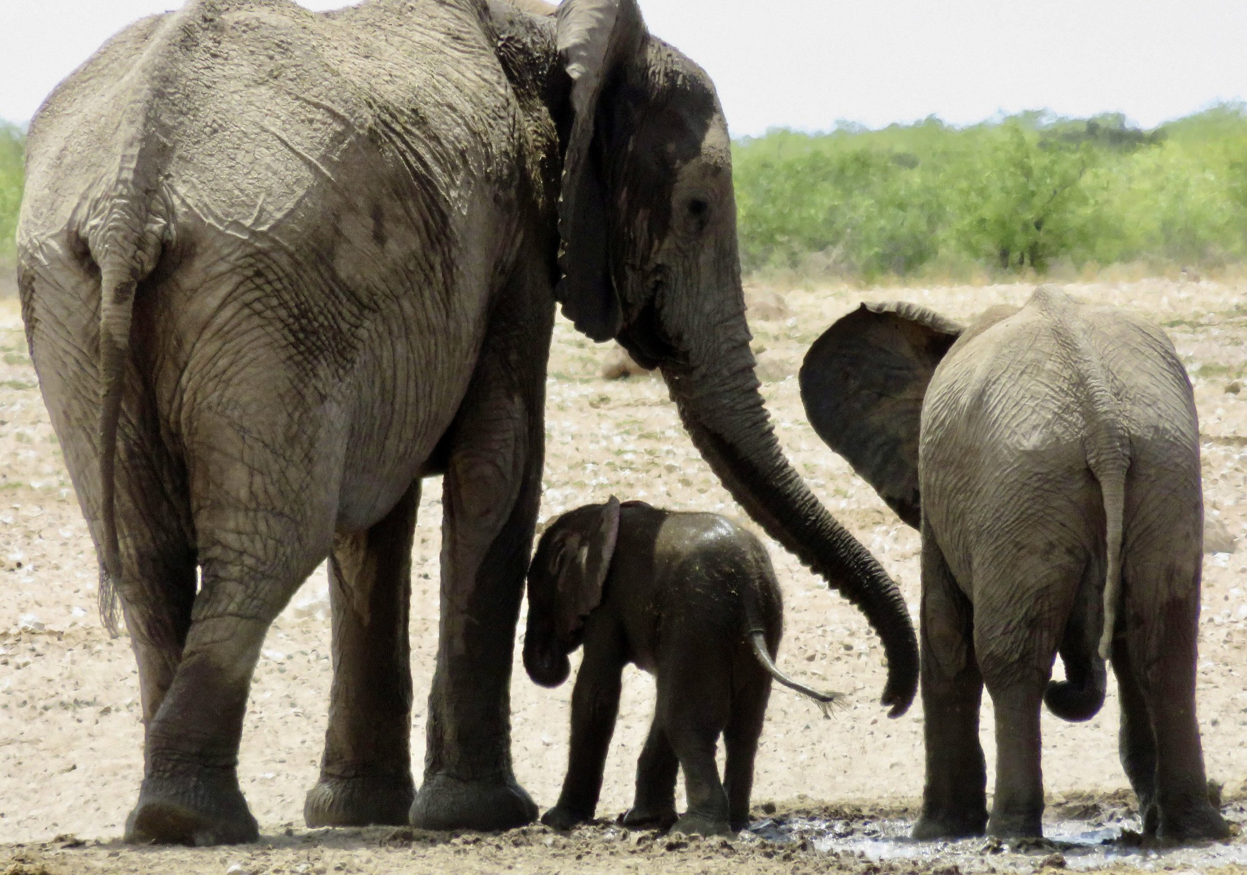 Tribes, Etosha National Park, and Windhoek Safari