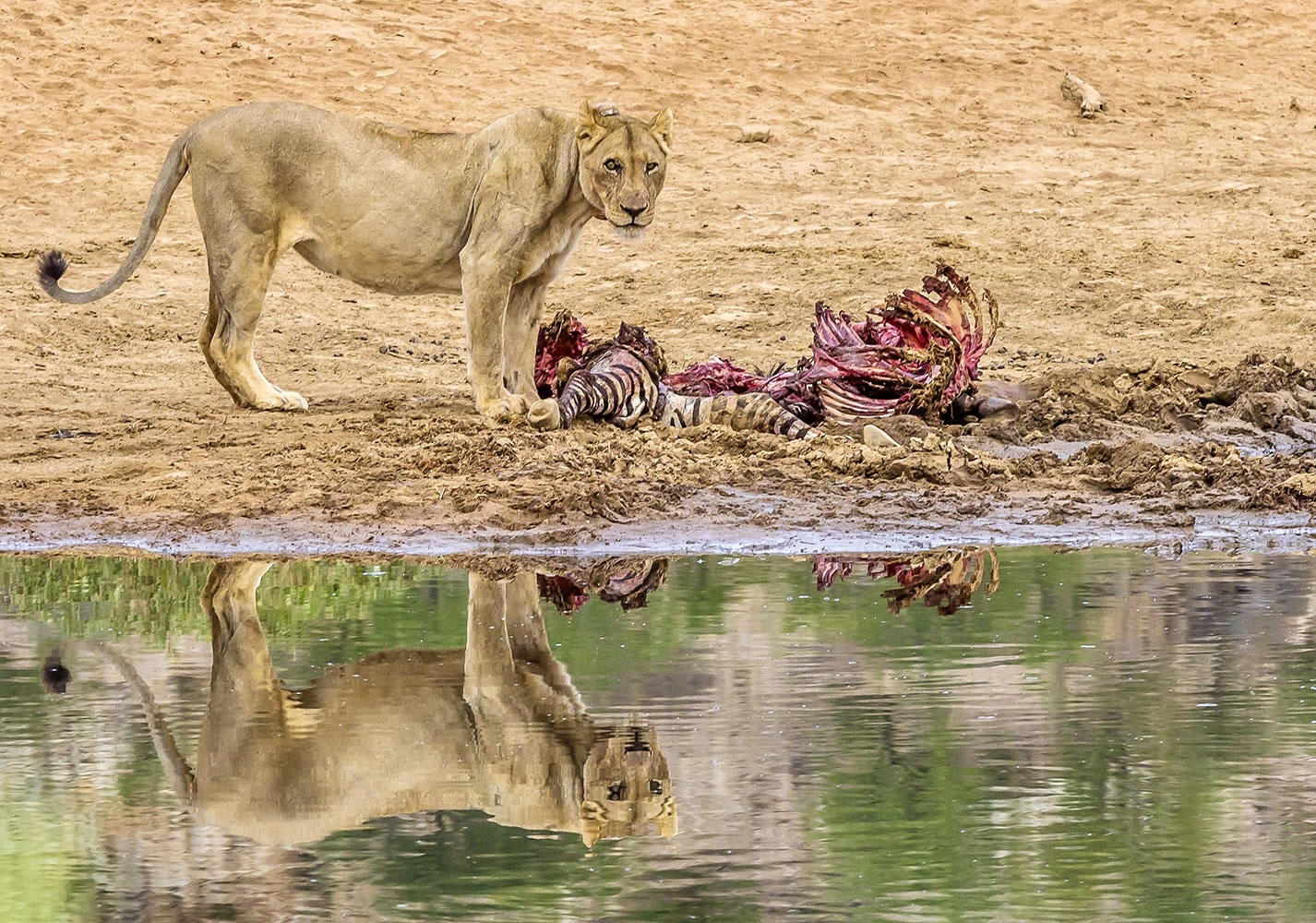 Tribes, Etosha National Park, and Windhoek Safari