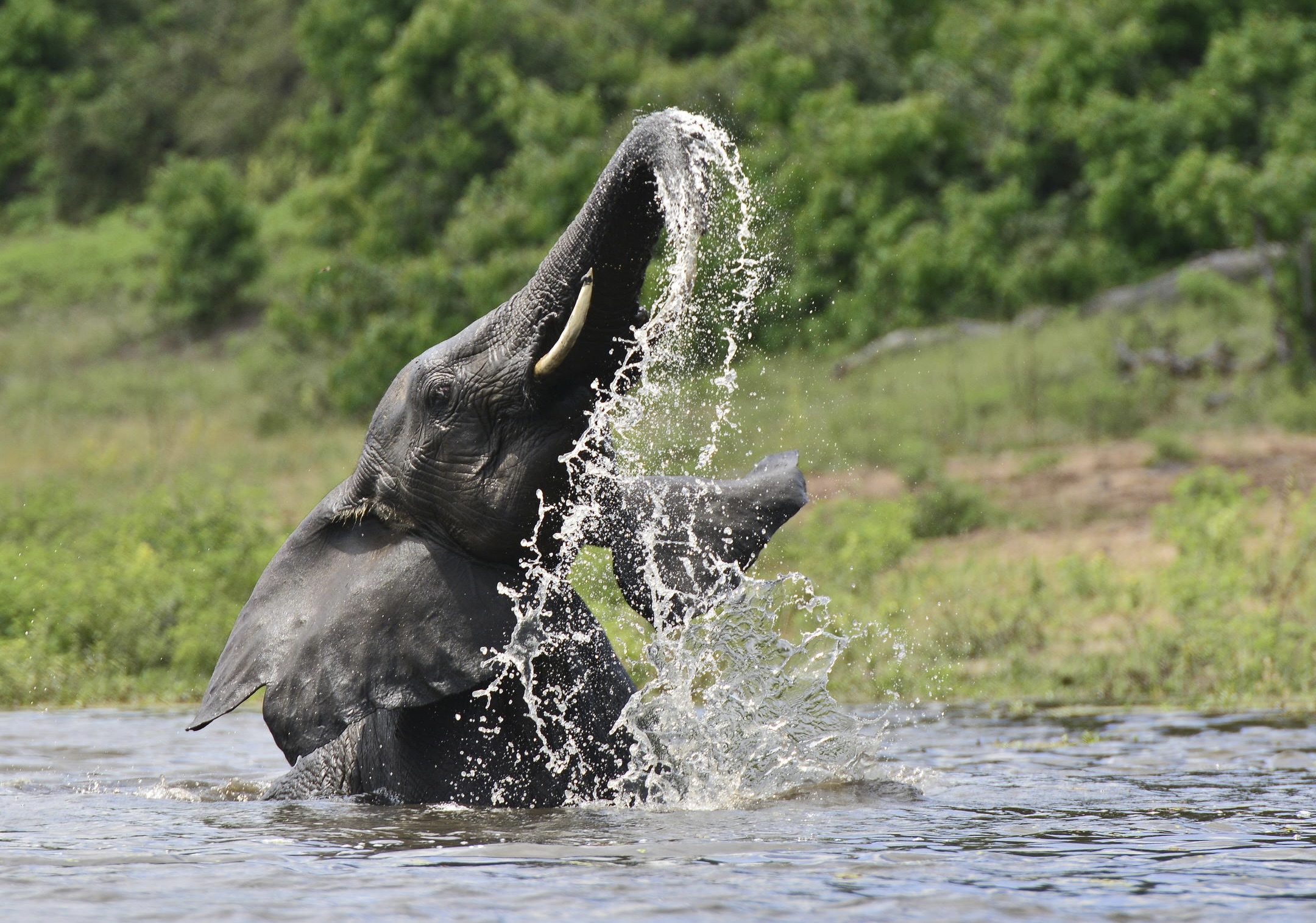 Botswana and Zimbabwe Safari