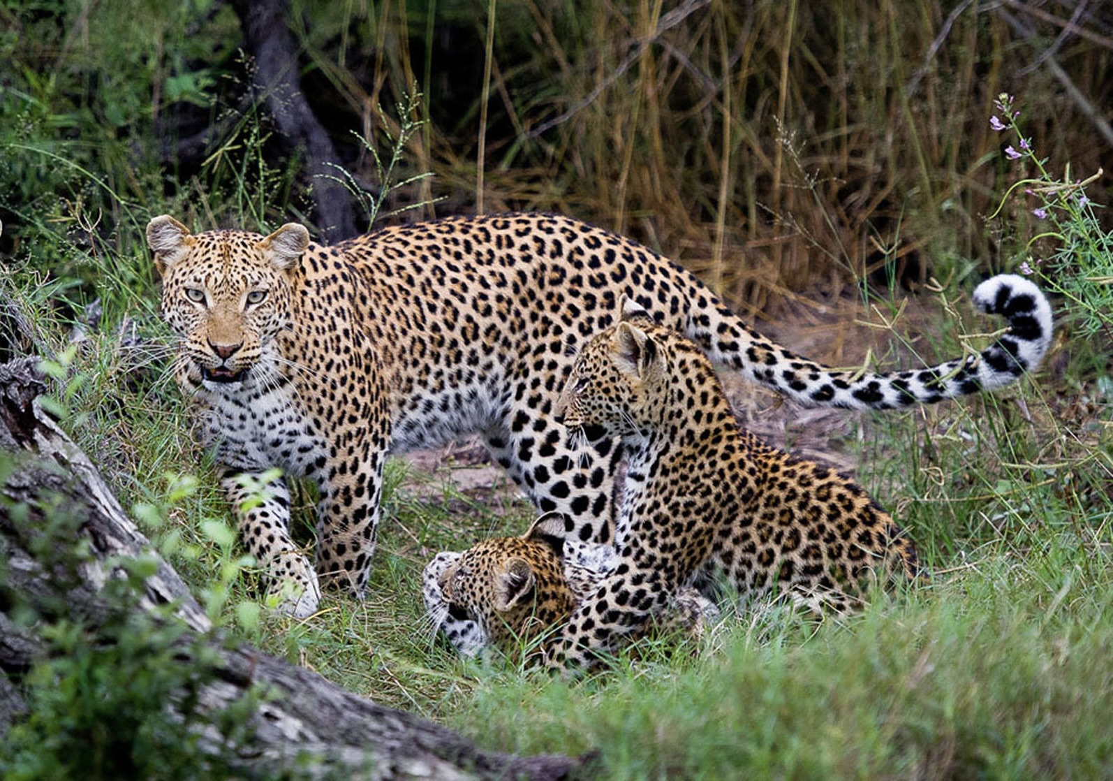 Botswana and Zimbabwe Safari