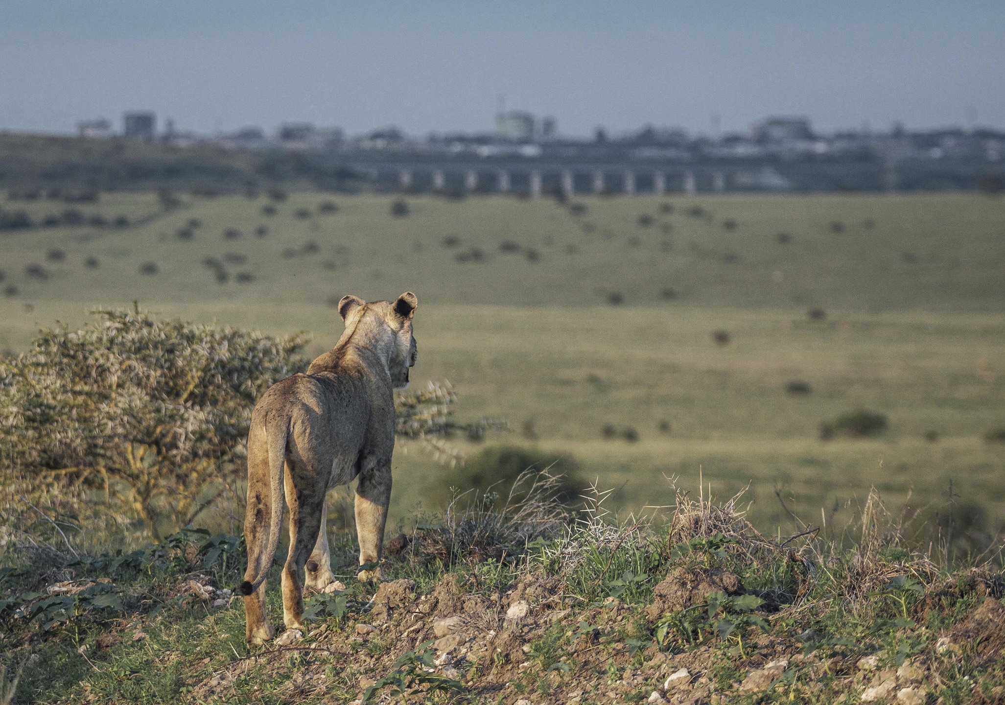 Ultimate Kenyan Safari