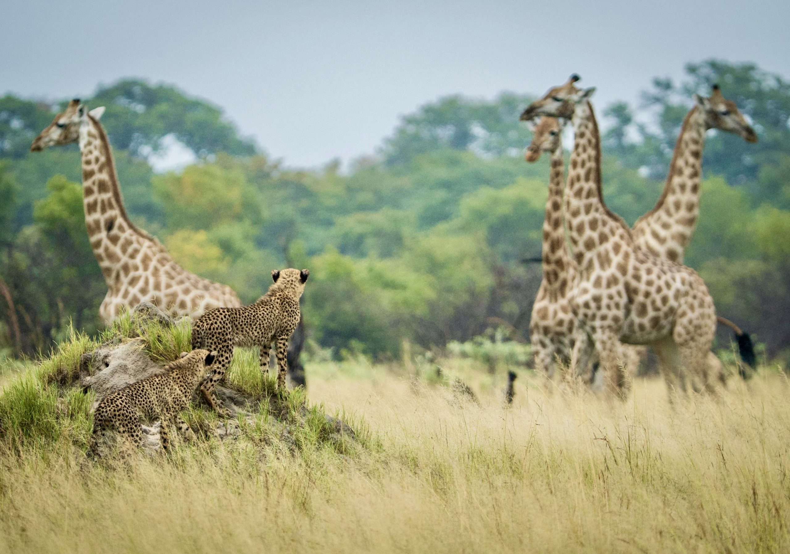 Kenya and Zimbabwe Safari