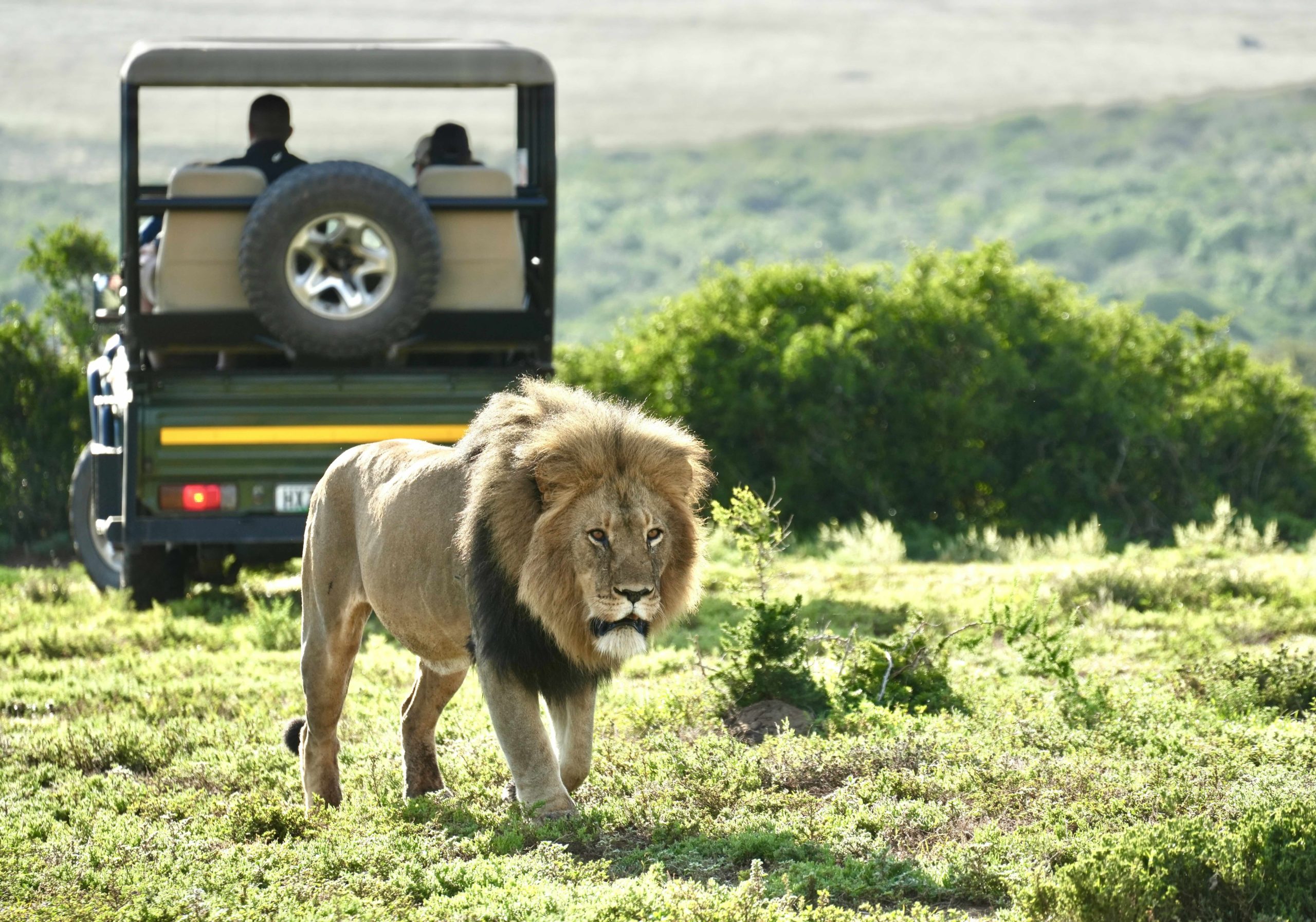 Golfing, Wine, & Wildlife Safari in South Africa