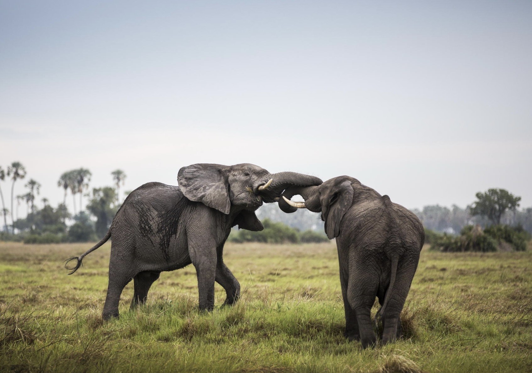 Family Safari in Botswana